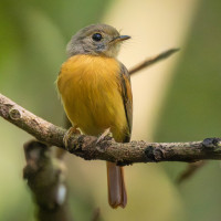 Ruddy-tailed Flycatcher
